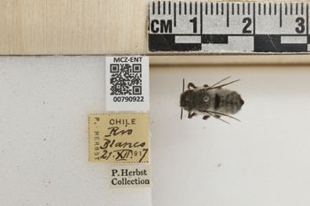 Media type: image;   Entomology 790922 Aspect: Labels